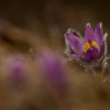 Koniklec velkokvety - Pulsatilla grandis 9055